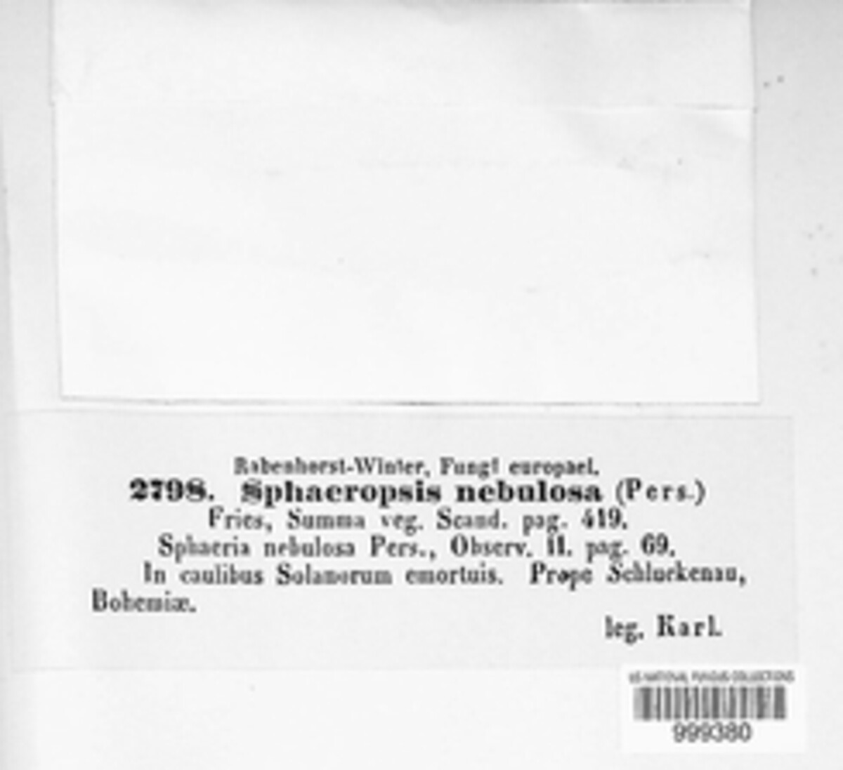 Phoma nebulosa image